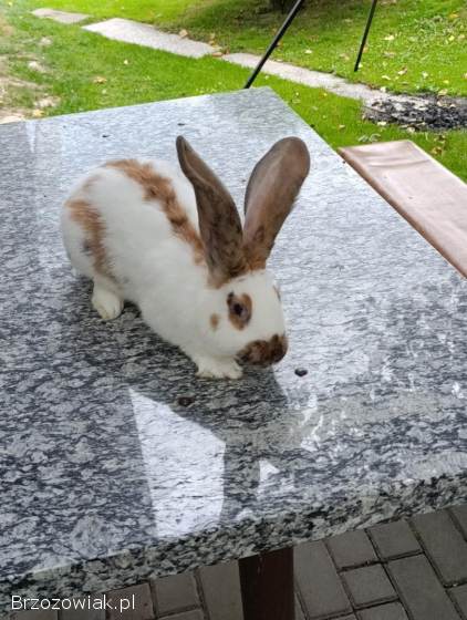 Olbrzym Srokacz Niemiecki trójbarwny samiec