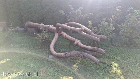 Pień,  kloc sosny czarnej
