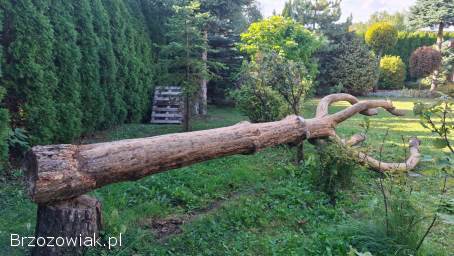 Pień,  kloc sosny czarnej