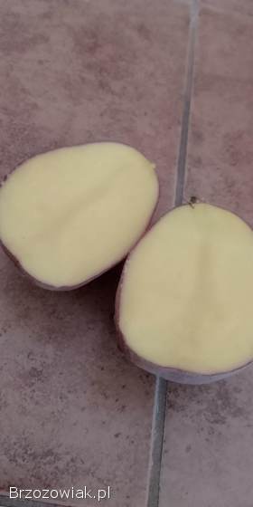Sprzedam ziemniaki jadalne – Red Sonia 🥔
