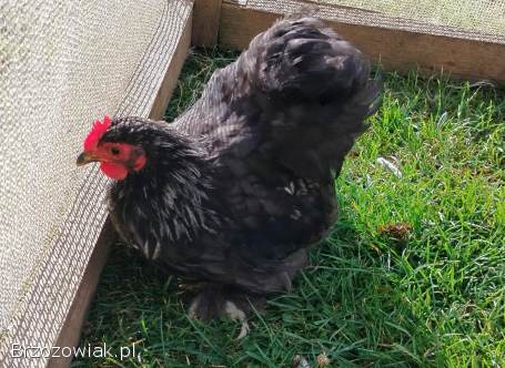 Karzełek Kochin koguty