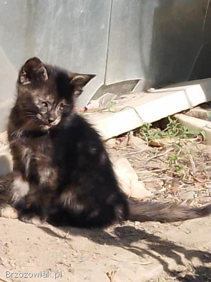 Kotek
