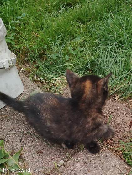 Kotek