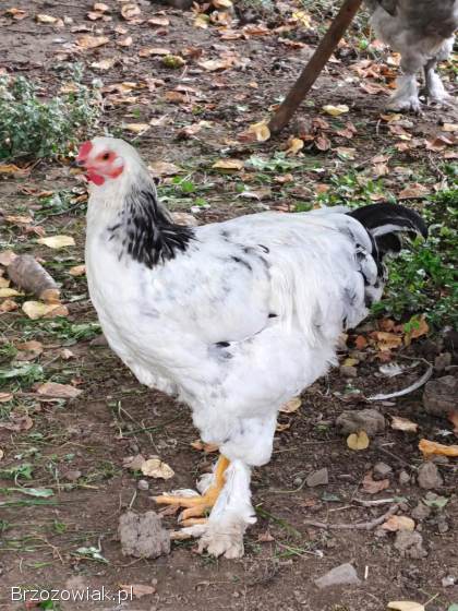 Sprzedam koguta