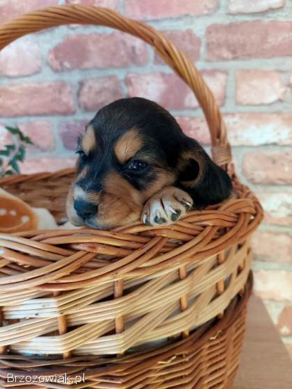 Szczeniak beagle x cocker spaniel angielski