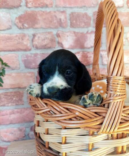 Szczeniak beagle x cocker spaniel angielski