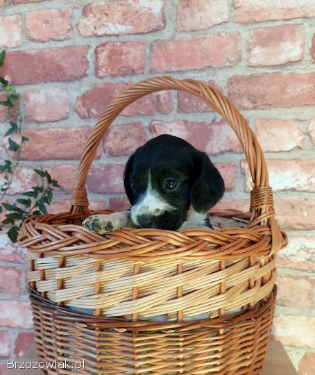 Szczeniak beagle x cocker spaniel angielski