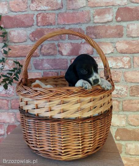 Szczeniak beagle x cocker spaniel angielski