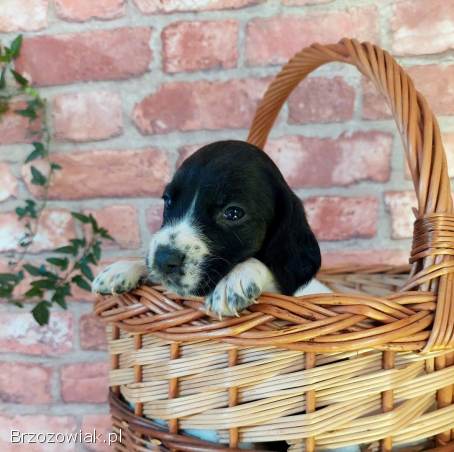 Szczeniak beagle x cocker spaniel angielski