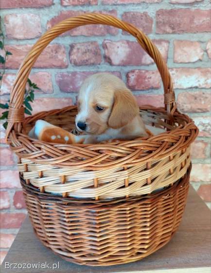 Szczeniak beagle x cocker spaniel angielski