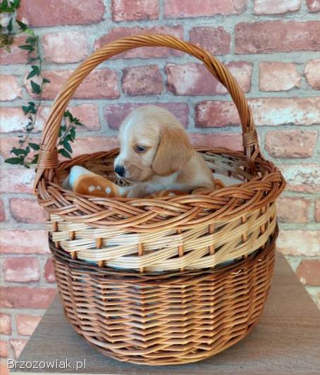 Szczeniak beagle x cocker spaniel angielski