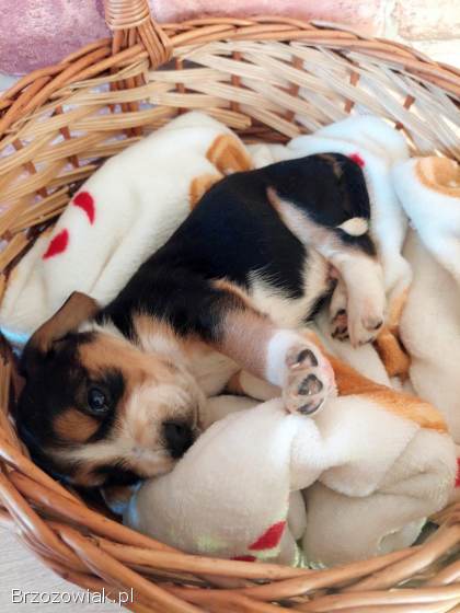 Szczeniak beagle x cocker spaniel angielski