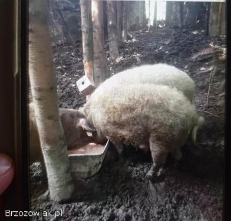 Świnie mangalice