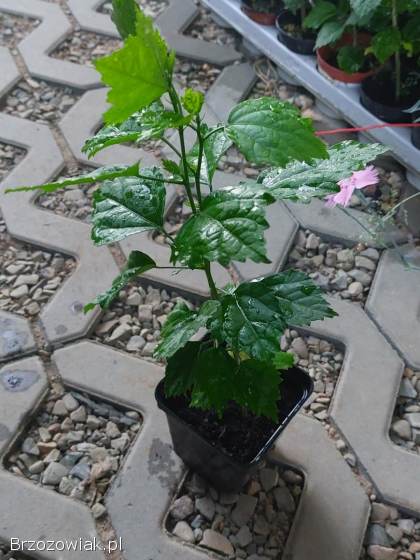 Sadzonki hibiskusa