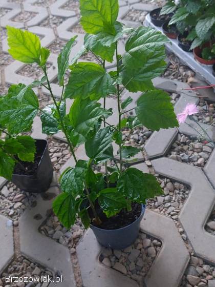 Sadzonki hibiskusa