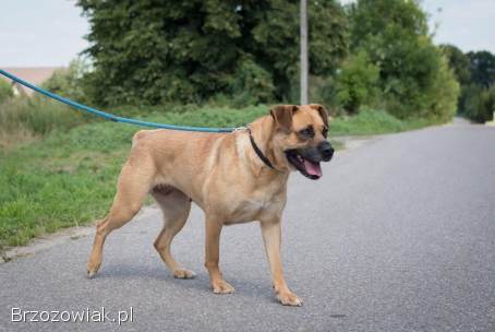 Aza -  cudna sunia w typie MOLOSA szuka domu
