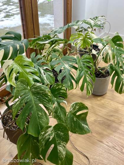 Monstery variegata.