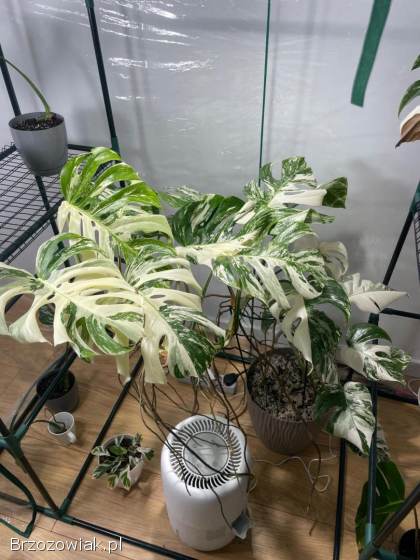 Monstery variegata.