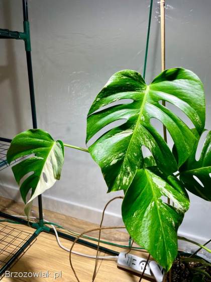 Monstery variegata.