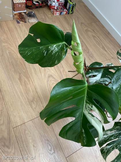 Monstery variegata.
