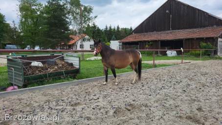 Klacz huculska 4-letnia