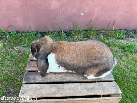 Króliki baran francuski madagaskarowy