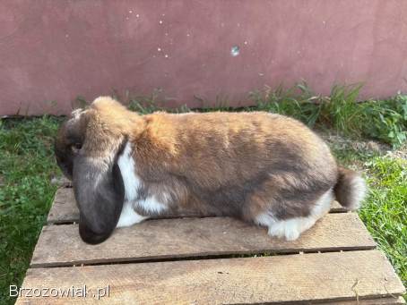 Króliki baran francuski madagaskarowy
