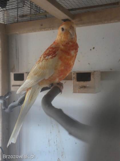 Papugi