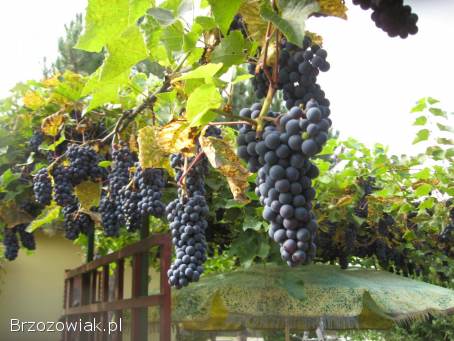 Winogrono