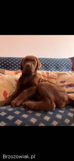 Oddam Labradora 5 miesięcznego