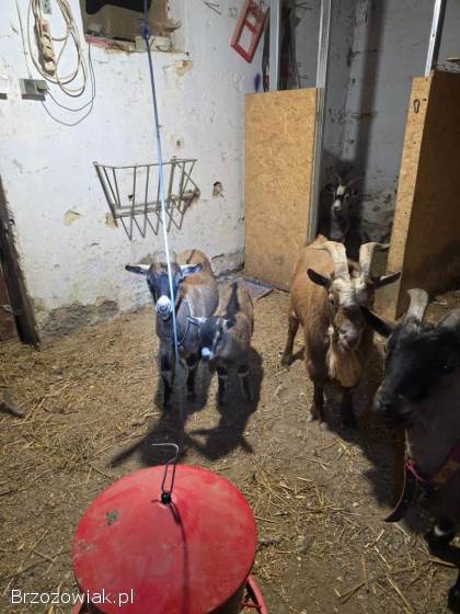 Koziołek