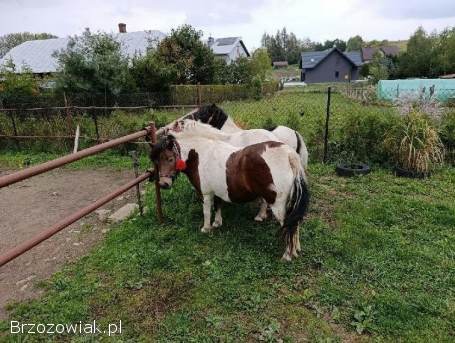 Sprzedam kucyki