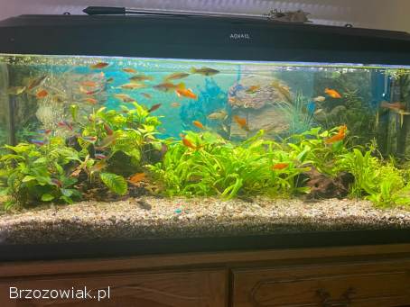 Akwarium 140 i 160l