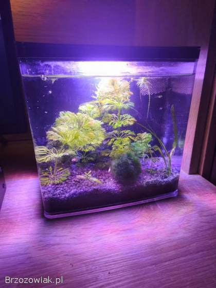 Akwarium Aquael AquaPod 4.  9l komplet