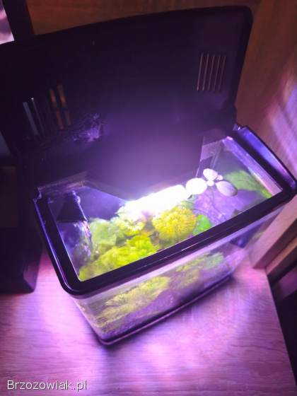 Akwarium Aquael AquaPod 4.  9l komplet