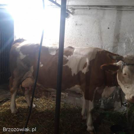 Krowa mleczna cielna