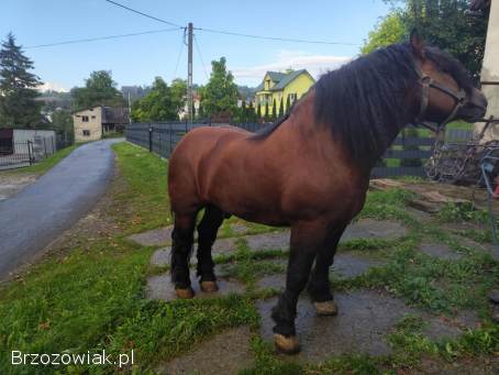 Sprzedam ogiera