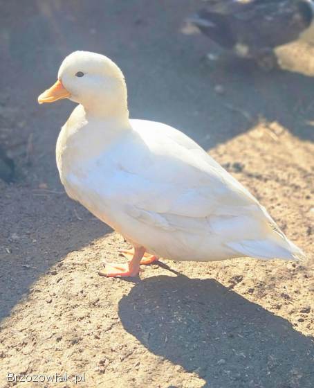 Kaczki call duck para