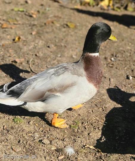 Kaczki call duck para