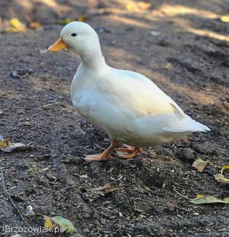 Kaczki call duck para