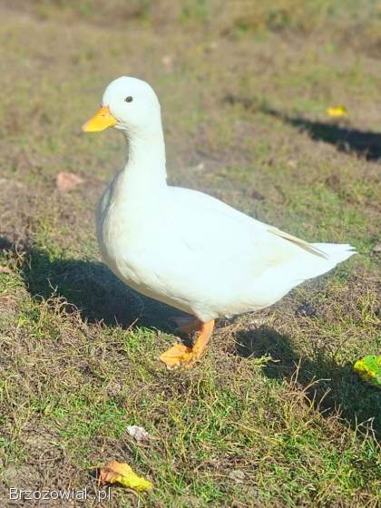 Kaczki call duck para