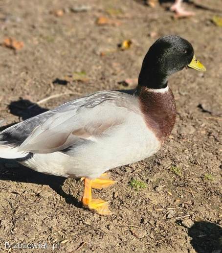 Kaczki call duck para