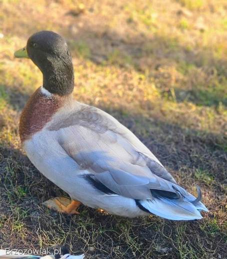 Kaczki call duck para
