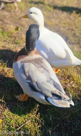 Kaczki call duck para