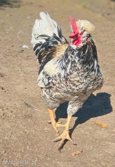 Koguty czubatki