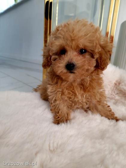 Pudel toy mini xxs baby face