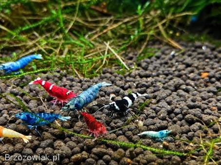 Na sprzedaż krewetki Steel Blue,  Pinto,  Galaxy,  MIX Tajwan,  Mech Phoenix i Java