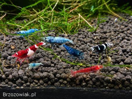Na sprzedaż krewetki Steel Blue,  Pinto,  Galaxy,  MIX Tajwan,  Mech Phoenix i Java